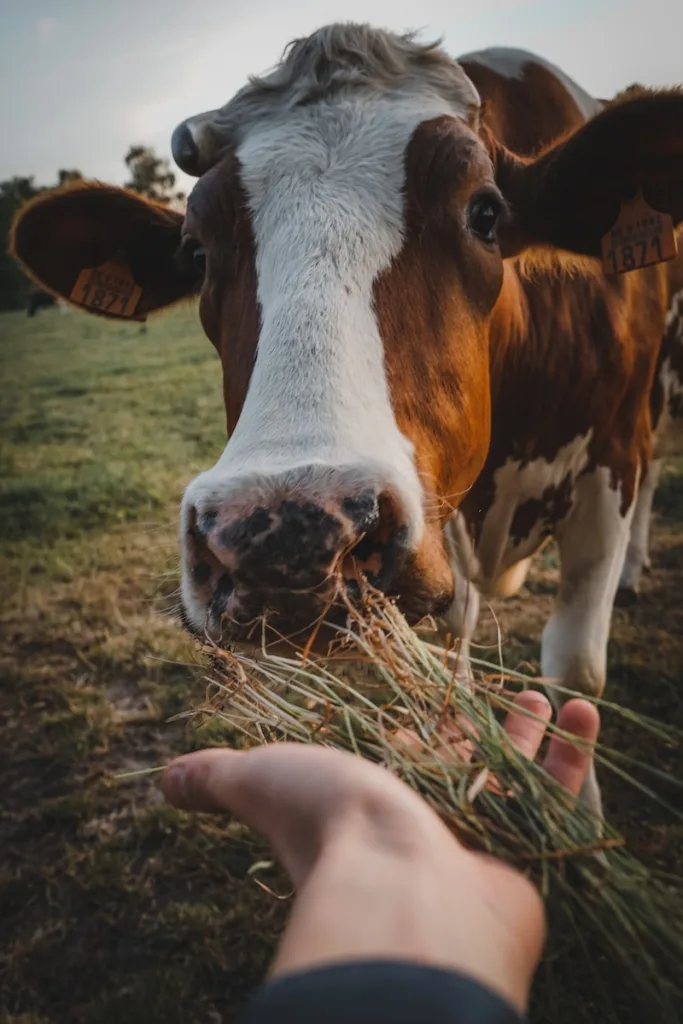 Conservation of fresh products: Dairy products